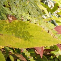 須津川渓谷の自然：タマアジサイの葉上にタチシノブの栄養葉の影が見られます。
