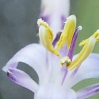 コルディリネ・ストリクダの花