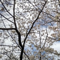 桜四月散歩道