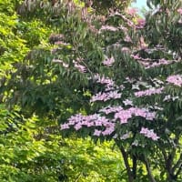 紅に白にピンクとつまんでパイナップル