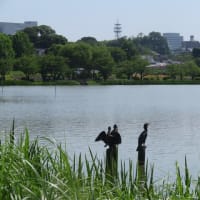 日曜日の千波湖ラン