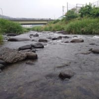 地元河川。雨で、短時間！撤収