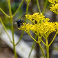 オミナエシとブルービー【来迎寺】再びの「秋の花と幸せを呼ぶ青い蜂」