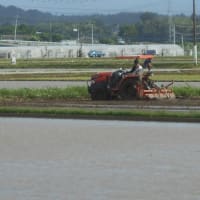 田植えも準備段階？