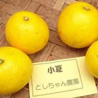 新登場！ としちゃん農園の小夏