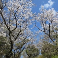 平山城址公園の桜
