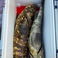 昨夜の夜釣りでアラが釣れていました　6月6日(金)