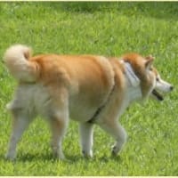  於大公園 ： ペンステモン・・・引越しHatenaブログのテンプレート設定が楽しみでした。