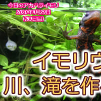 イモリウム 川、滝を作る注意点：イモリウムとイモリの飼育方法2020年4月29日