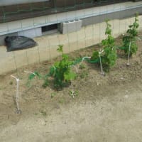 菜園の今（夏秋野菜の育苗）