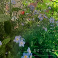 あまつぶと勿忘草