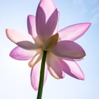 千葉公園の大賀蓮（その2：蓮の花）