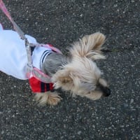 ワンニャンの健康のバロメーターは。。。