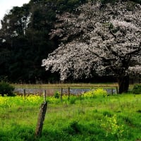 憧憬の　春に桜が　咲き乱れ。