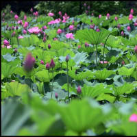 「本庄総合公園」の ハス・他