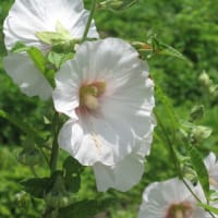 タチアオイと合歓の季節