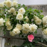 2025.05.10の庭
