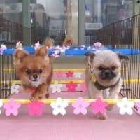 季節の変わり目は体調の変化に注意しましょう！　　犬のしつけ教室＠アロハドギー