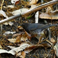 緑地公園の野鳥