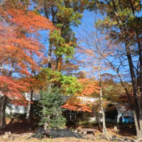 センターの紅葉