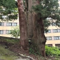 越後湯沢　熊野神社の杉