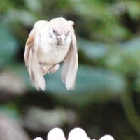 都内庭園めぐり　おまけ…雀at上野公園