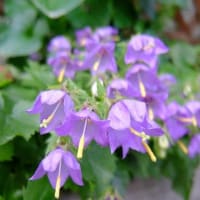 鉢植えのさくらんぼ色づく～＆推し活♪（＾ー＾*