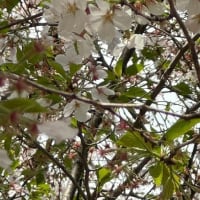 溝口緑地の桜　2024年春