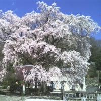 お気に入りの枝垂れ桜