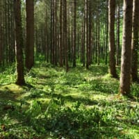 2025年7/6　山野草の森の整備