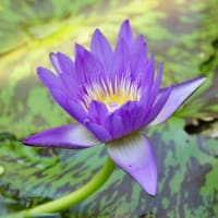 神を知る者だけが神に証しを立てることができる
