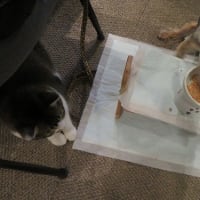 悩んだ末ブログの引っ越しをすることに