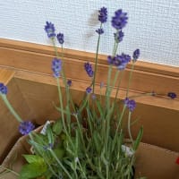 コロコロ変わる体調