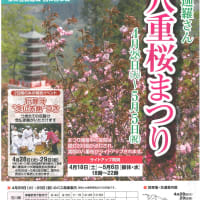 倶利迦羅さん　八重桜まつり　開催