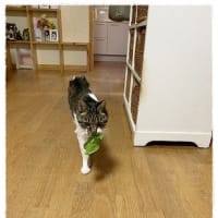 うろうろウーロン