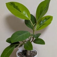 観葉植物　フィカス