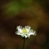 シラヒゲソウ（白髭草）