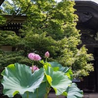 久しぶりの鎌倉。