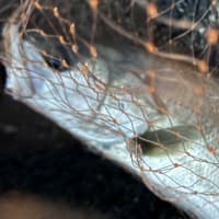 プチ爆釣⁉️