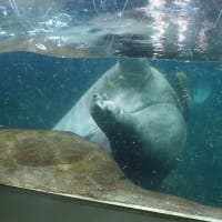 旭山動物園　２　カバは泳ぎが上手