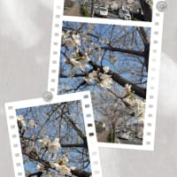 起床時間が早くなって来た