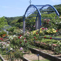 ロ－ズガ－デン　ｉｎ　東山植物園　Ｐ２