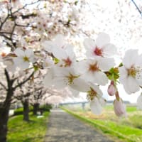 大倉山の桜満開です