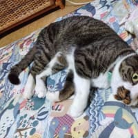 6月18日（水）蒸し暑い。辛い。。。