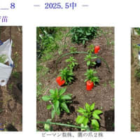 夏野菜に向けて＿８　　－ 2025.5中 －