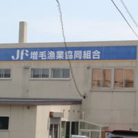 増毛