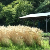 麦秋至る～麦畑の風景