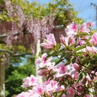 花だより『君の愛に酔う』♫