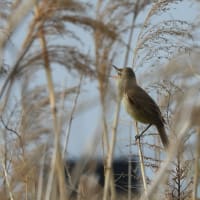 淀川河川敷で鳥見してきました