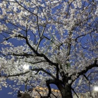 大岡川の桜 2024 その2